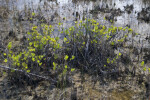 Mangroves in Mud