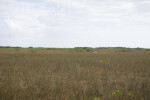 Mangroves in Sawgrass