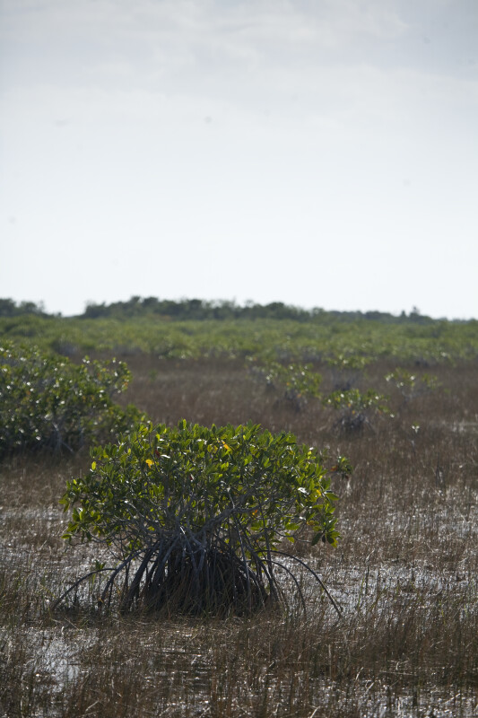 Mangroves in Shallow Water
