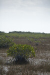 Mangroves in Shallow Water