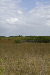 Mangroves in the Sawgrass