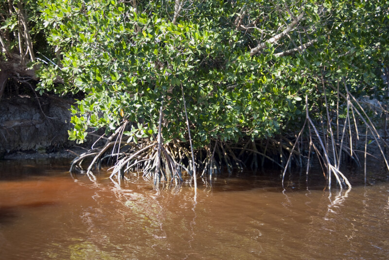 Mangroves in the Water
