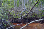 Mangroves Near Water