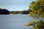 Mangroves on Shore