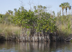 Mangroves with Few Leaves and Long Roots Submerged in Water