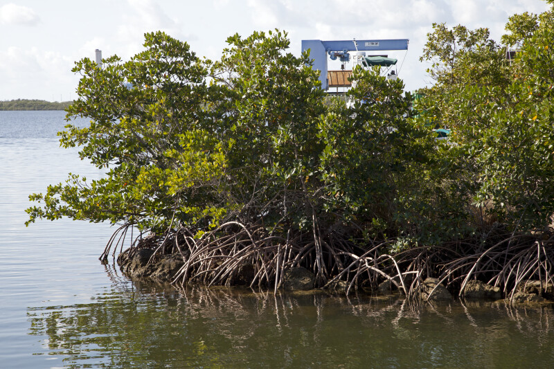 Mangroves with Prominent Roots