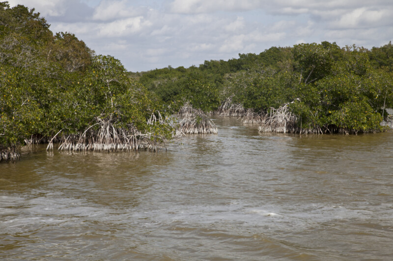 Mangroves with Prop Roots Growing in Muddy Saltwater at West Lake of Everglades National Park