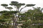 Manicured Branches with Clustered Green Leaves