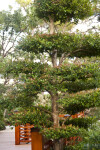Manicured Tree at the Morikami Japanese Garden