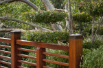Manicured Tree Branches Hanging over Wooden Boardwalk Railing