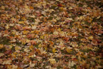 Many Fallen Leaves