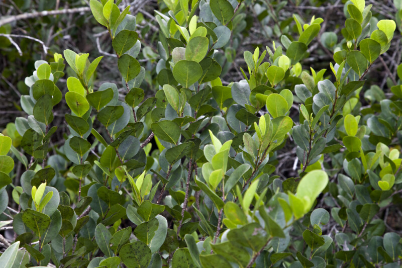 Many Leaves of a Mangrove Tree