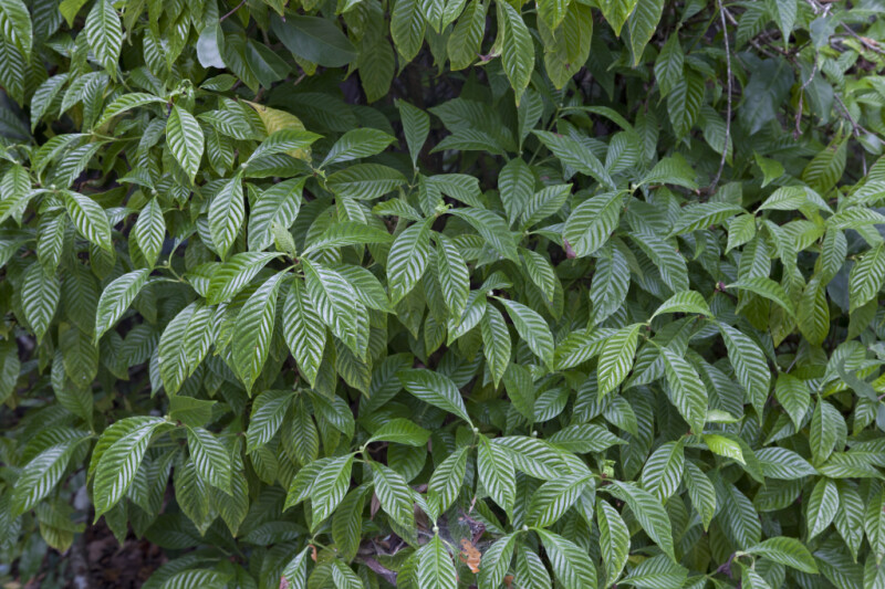 Many Leaves of a Wild Coffee Plant