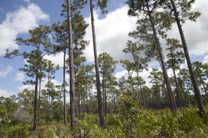 Many Pine Trees Growing In-Between Shrubs at Long Pine Key of Everglades National Park