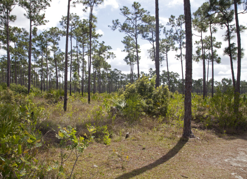 Many Pines and Shrubs at Long Pine Key of Everglades National Park