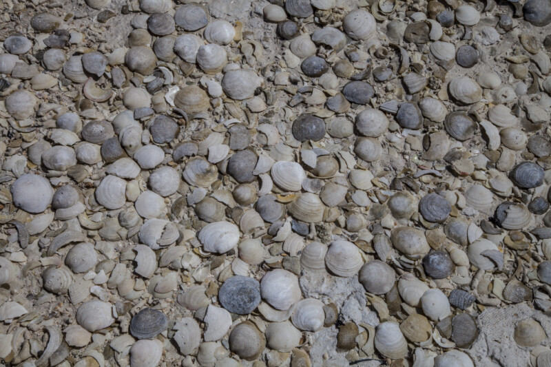 Many Seashells at Biscayne National Park