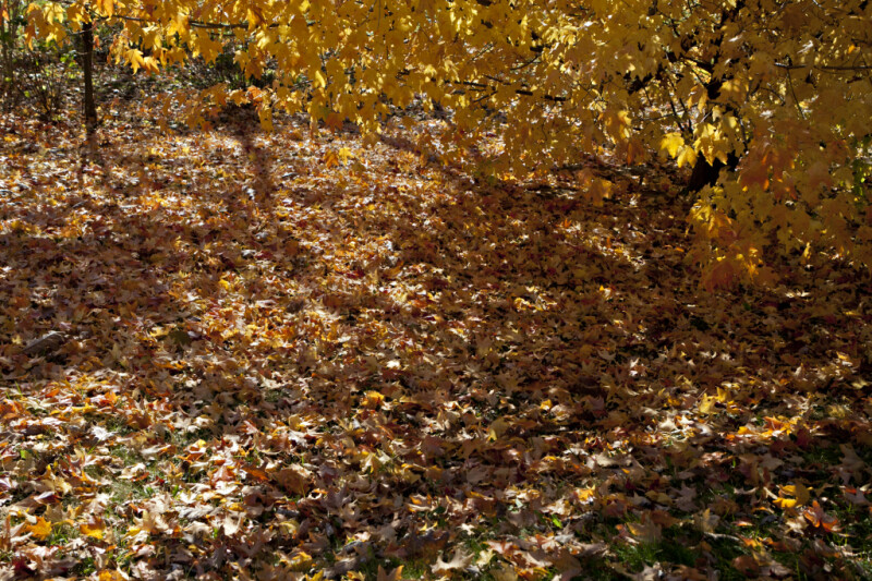 Many Yellow Maple Leaves on the Ground at Evergreen Park