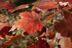 Maple Leaf Close-Up