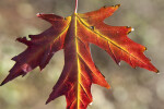 Maple Leaf Close-Up at Evergreen Park