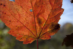 Maple Leaf with a Hole in it