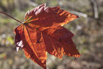 Maple Leaf with Deep Veins