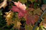 Maple Leaf with Long, Red Petiole at Evergreen Park