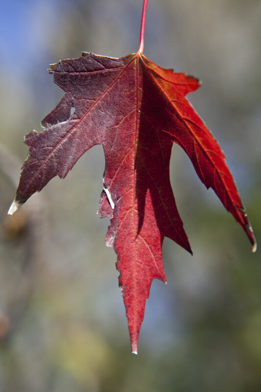 Maple Leaf with Red and Purple Colors
