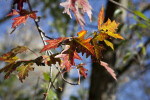 Maple Leaf with Red and Yellow Colors at Evergreen Park