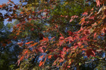 Maple Leaves at Boyce Park