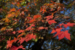 Maple Leaves During Fall at Boyce Park