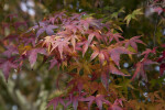 Maple Leaves During Fall