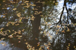 Maple Leaves in Water