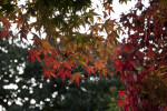 Maple Leaves of Various Colors