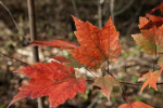 Maple Leaves of Various Sizes on Same Tree