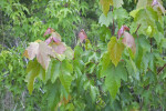 Maple Leaves with Dully-Serrated Edges