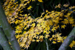 Maple Leaves - Yellow