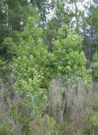 Maple Tree Along with Other Trees and Shrubs