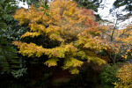 Maple Tree Amongst Other Trees