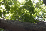 Maple Tree with Large Branch and Green Leaves