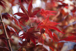 Maple Tree with Red Leaves and Dark Branches