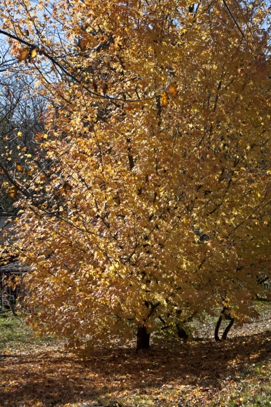 Maple Tree with Yellow Leaves at Evergreen Park