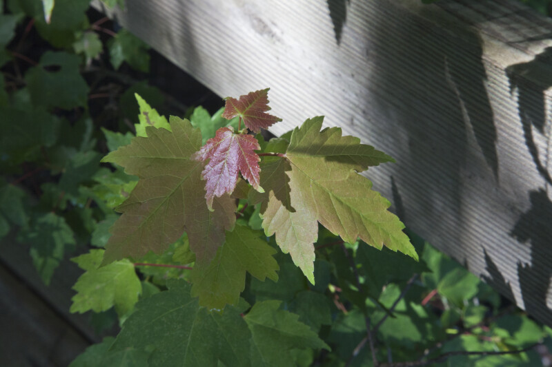 Maple Tree with Young Reddish Leaves