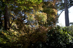 Maple Trees Amongst Shrubs