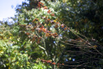 Maple with Long Branches