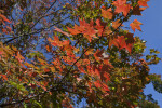 Maple with Red-Orange Leaves in the Sunlight