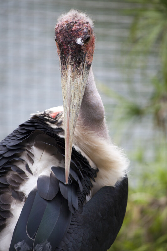 Marabou Stork Grooming