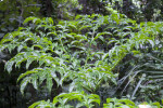 Marbled Snake Arum Plant