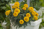 Marigold with Yellow Flowers