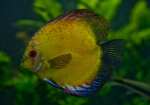 Discus Fish with Mostly Yellow Coloring