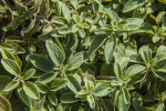 Marjoram Leaves